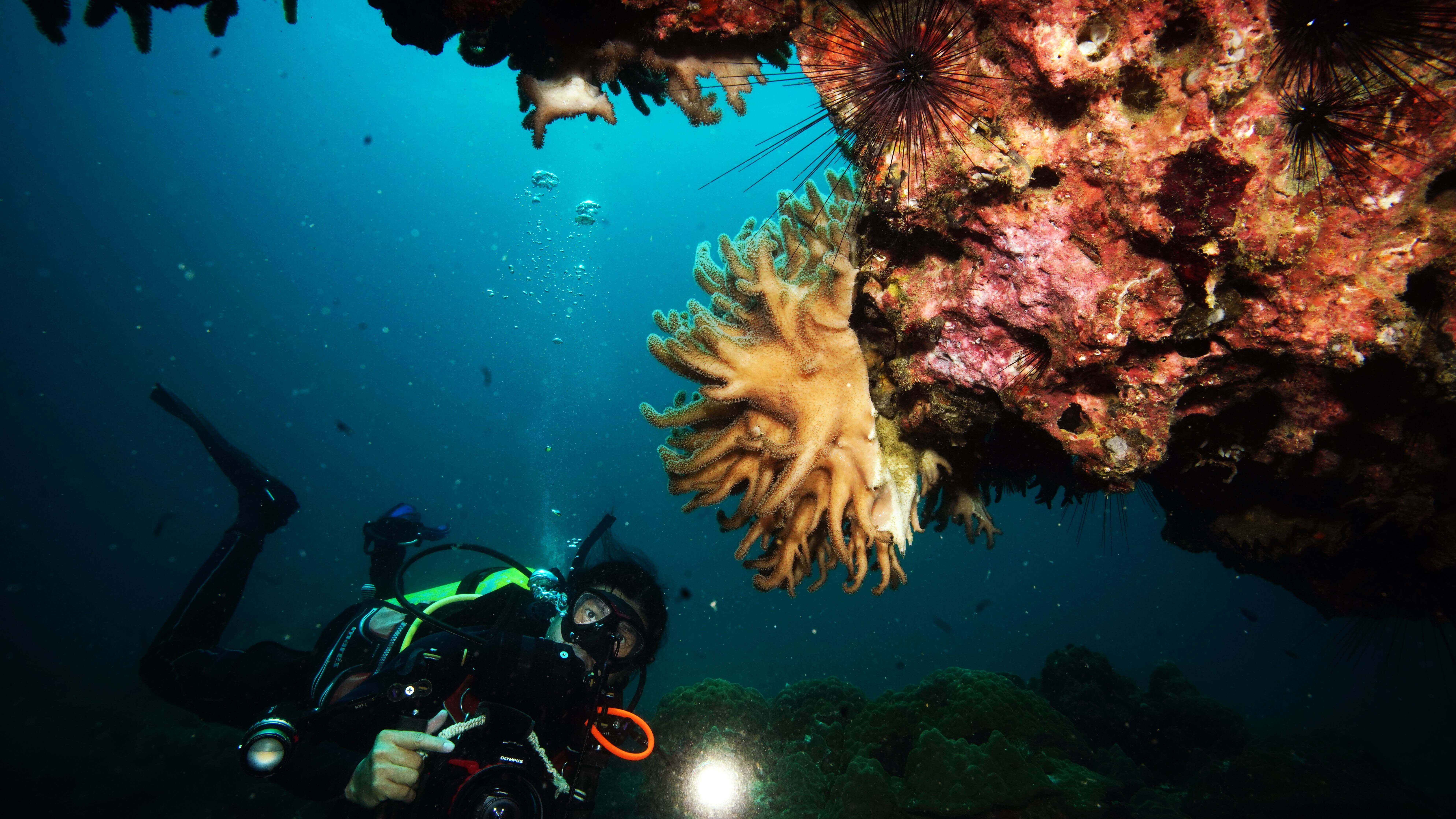 Rescue Diver